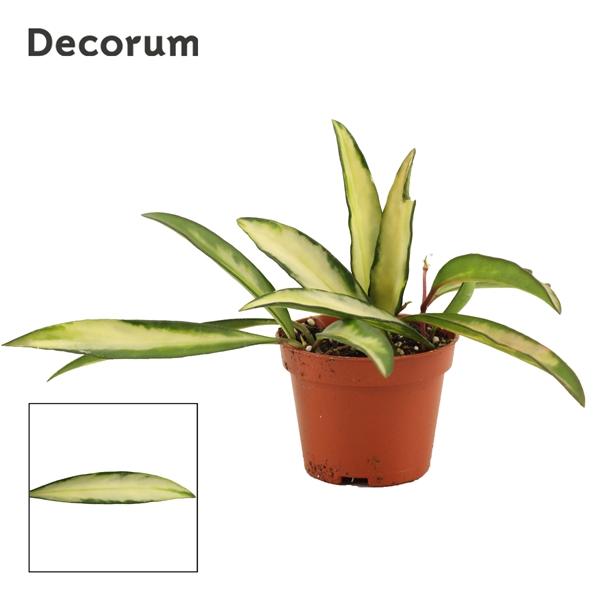 Горшечные цветы и растения оптом Hoya Wayetii Tricolor (decorum) от 20шт (для телеги) из Голландии с доставкой по России