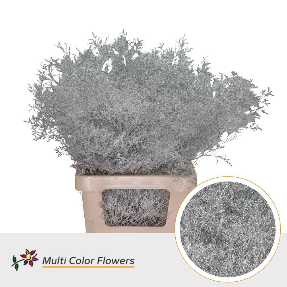 Срезанные цветы оптом Limonium beltlaard paint silver от 25шт из Голландии с доставкой по России