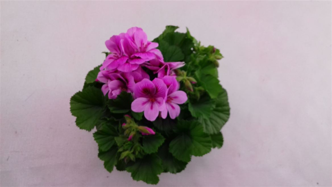 Горшечные цветы и растения оптом Pelargonium Grandi Regalia Lavendel от 6шт из Голландии с доставкой по России