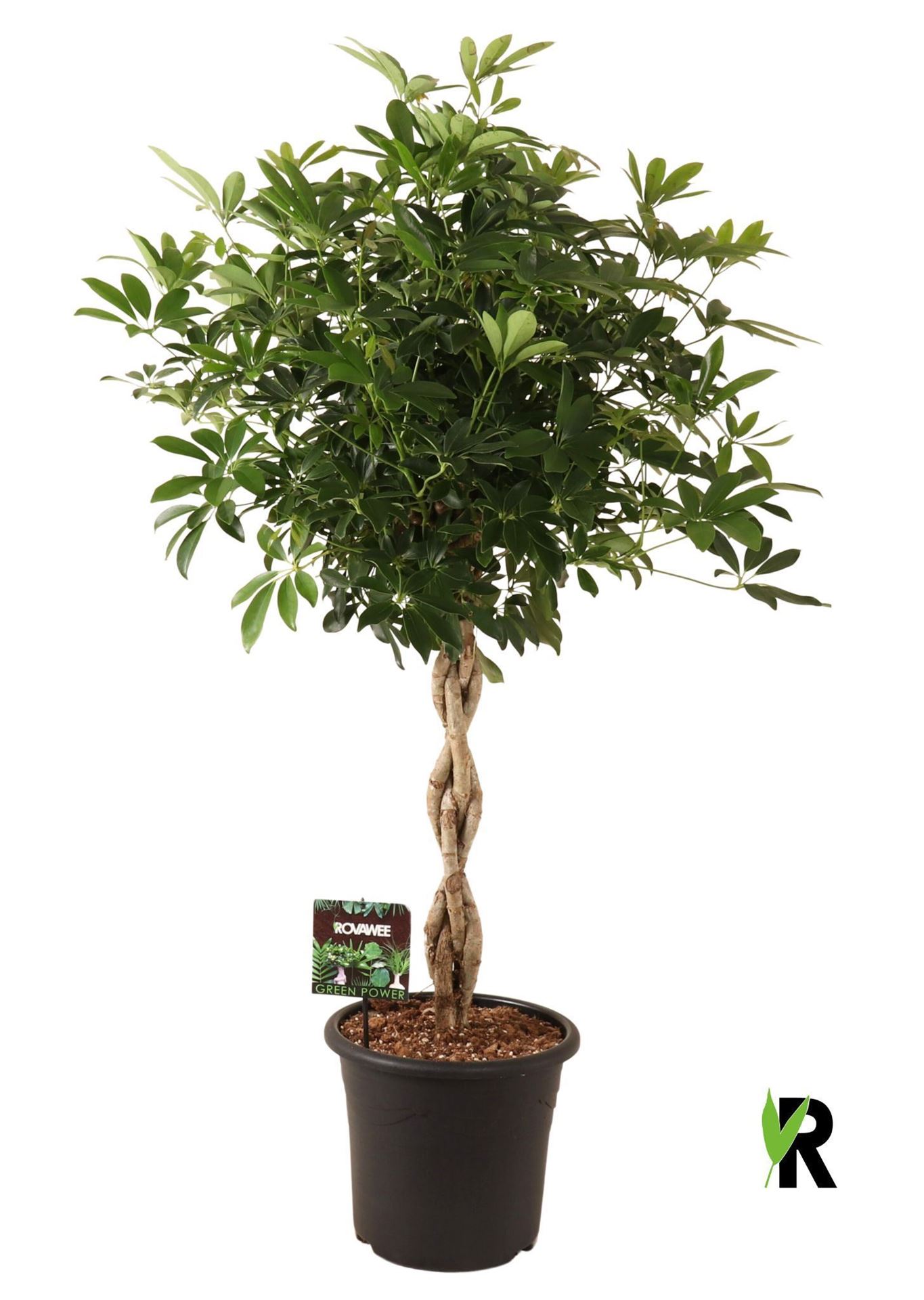 Горшечные цветы и растения оптом Schefflera Compacta Twisted Stem от 1шт из Голландии с доставкой по России