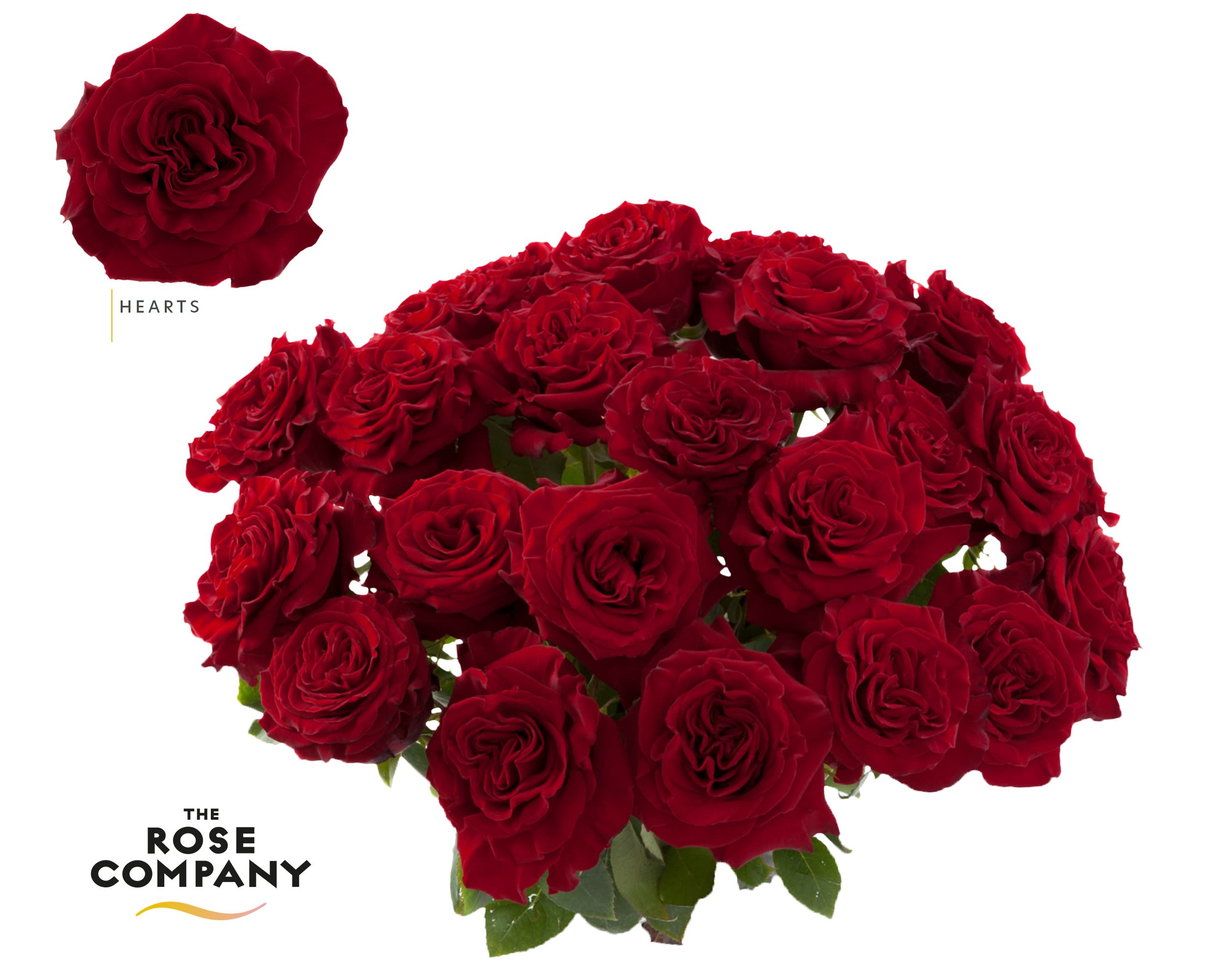 Срезанные цветы оптом Rosa ec hearts от 50шт из Голландии с доставкой по России