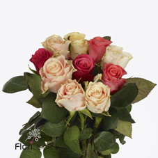 Срезанные цветы оптом Rosa large tacazzi mix от 50шт из Голландии с доставкой по России