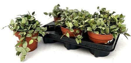 Горшечные цветы и растения оптом Hoya Kr Eskimo от 6шт из Голландии с доставкой по России