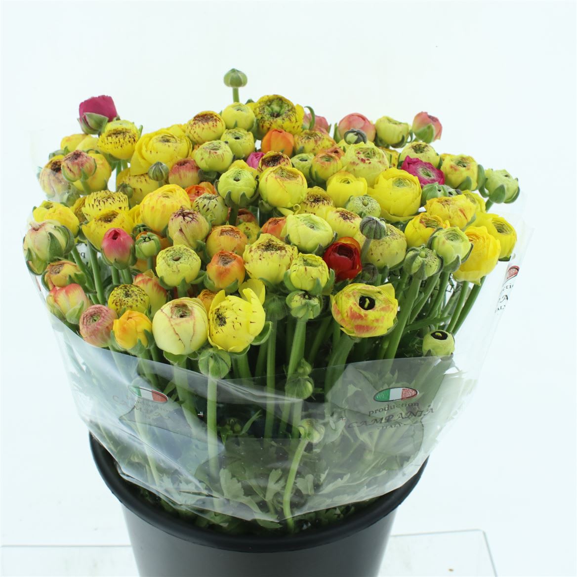 Срезанные цветы оптом Ranunculus elegance yellow stripes от 100шт из Голландии с доставкой по России