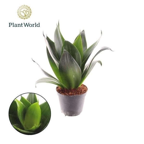 Горшечные цветы и растения оптом Sansevieria Black Dragon от 12шт (для телеги) из Голландии с доставкой по России