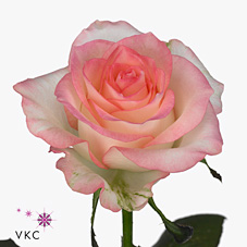 Срезанные цветы оптом Rosa large jumilia от 340шт.. из Голландии с доставкой по России