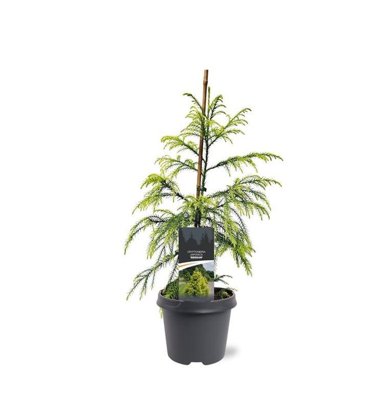 Горшечные цветы и растения оптом Cryptomeria Jap Sekkan от 1шт из Голландии с доставкой по России
