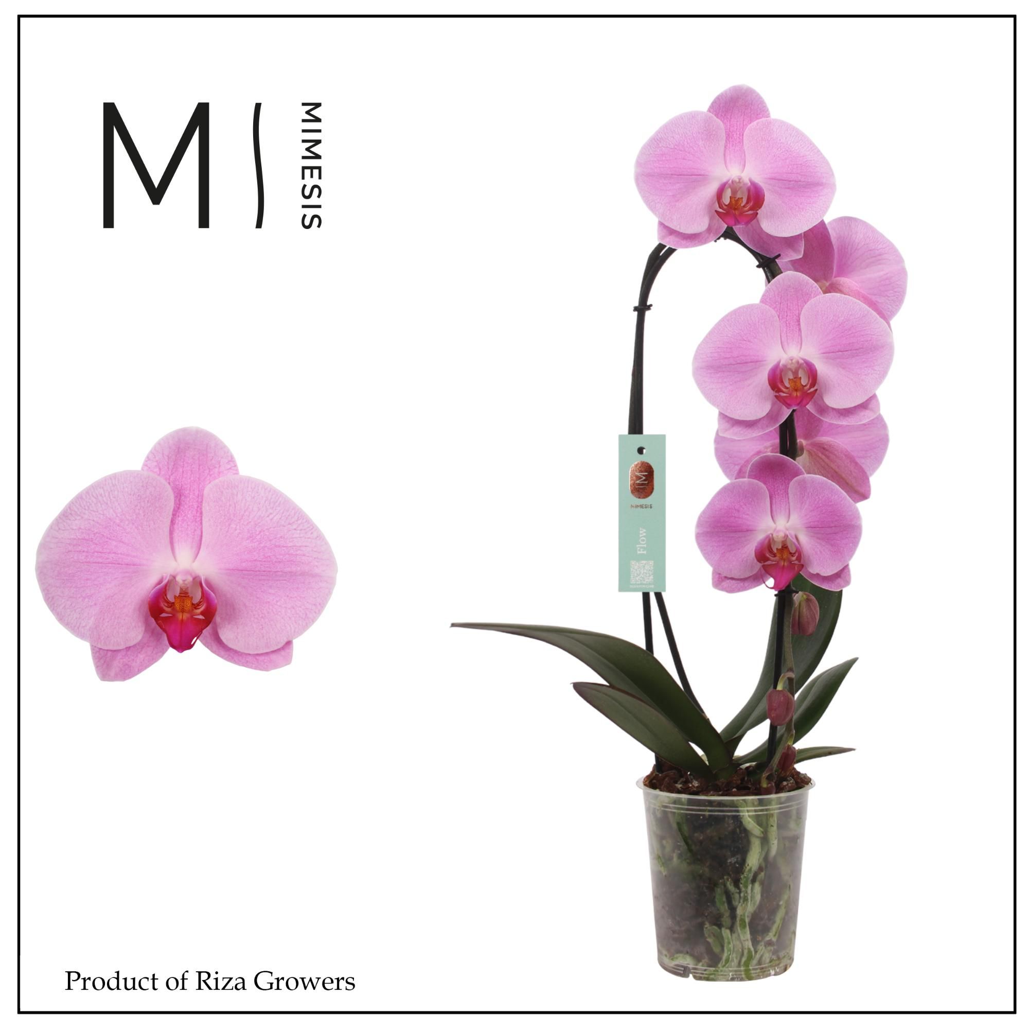 Горшечные цветы и растения оптом Phal 1st Flow Pink Naomi 8+ (mimesis) от 8шт из Голландии с доставкой по России