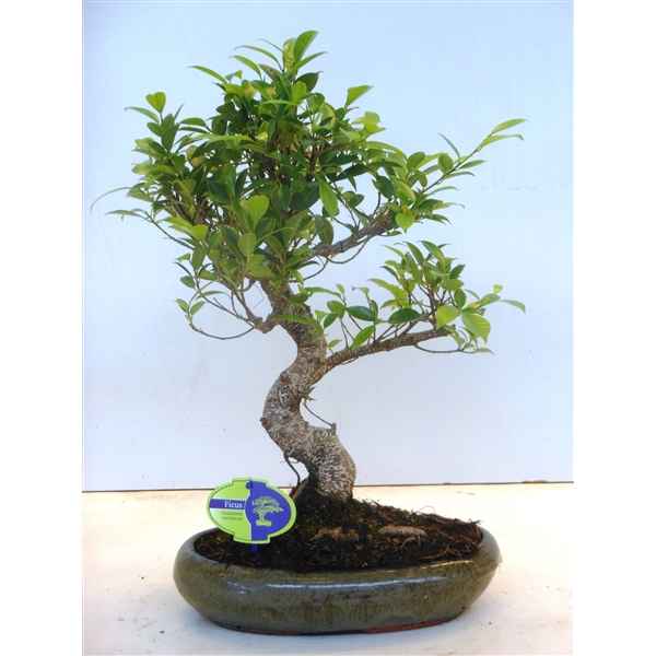 Горшечные цветы и растения оптом Bonsai Ficus Retusa Shape, Without Drip Tray от 2шт из Голландии с доставкой по России