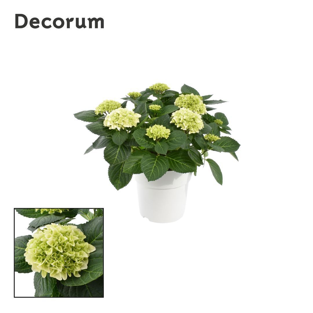 Горшечные цветы и растения оптом Hydrangea Ma White 7+ Ton Sur Ton (decorum) от 1шт из Голландии с доставкой по России