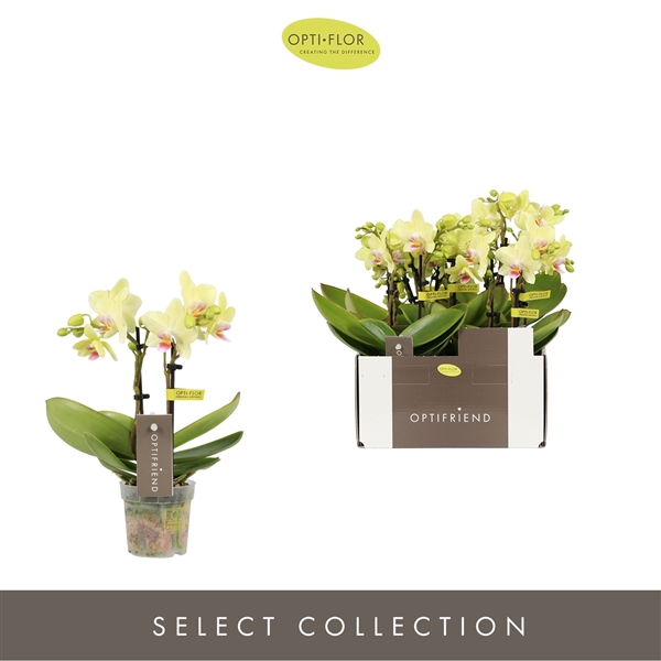 Горшечные цветы и растения оптом Phal 2st Lena 10+ (opti) от 8шт (для телеги) из Голландии с доставкой по России