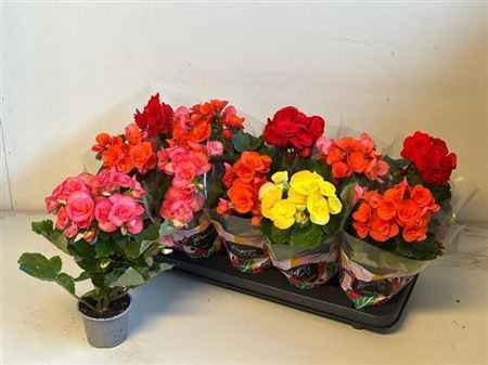 Горшечные цветы и растения оптом Begonia Mix от 10шт из Голландии с доставкой по России