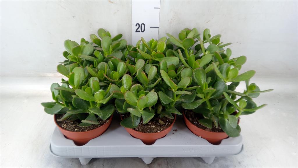 Горшечные цветы и растения оптом Crassula Ovata от 6шт из Голландии с доставкой по России