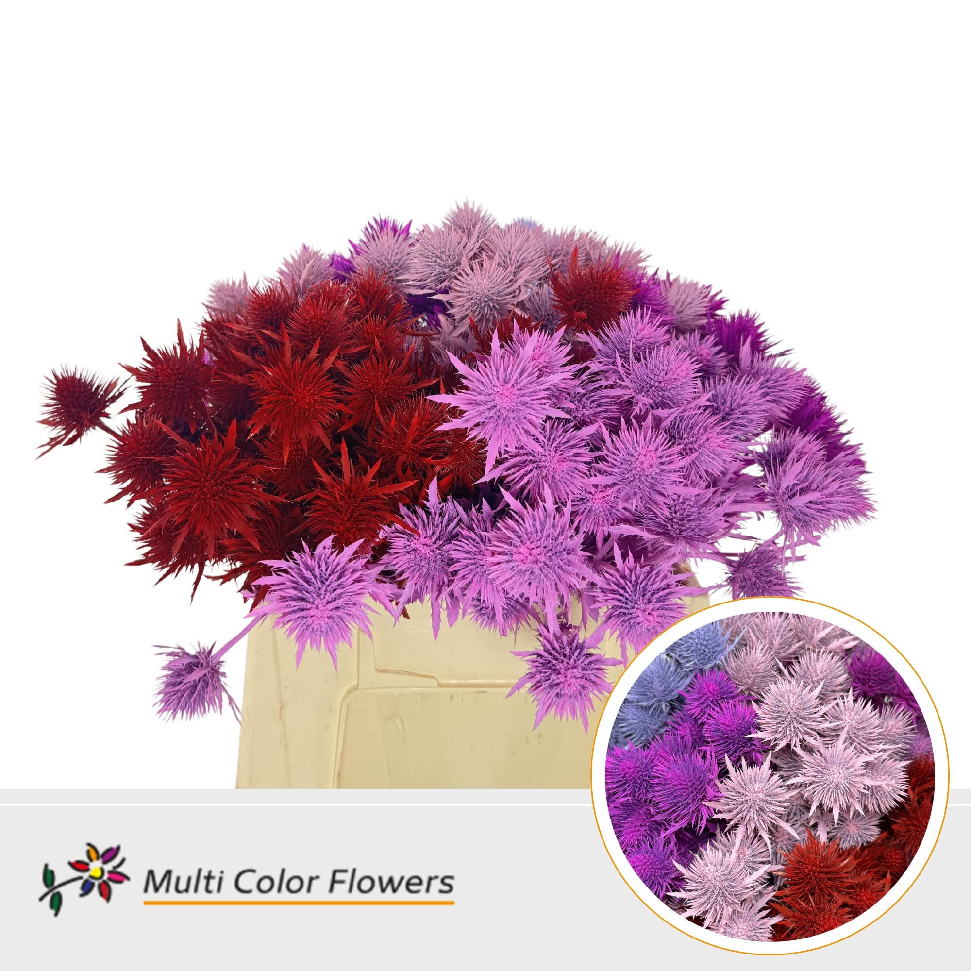 Срезанные цветы оптом Eryngium paint mix love от 60шт из Голландии с доставкой по России