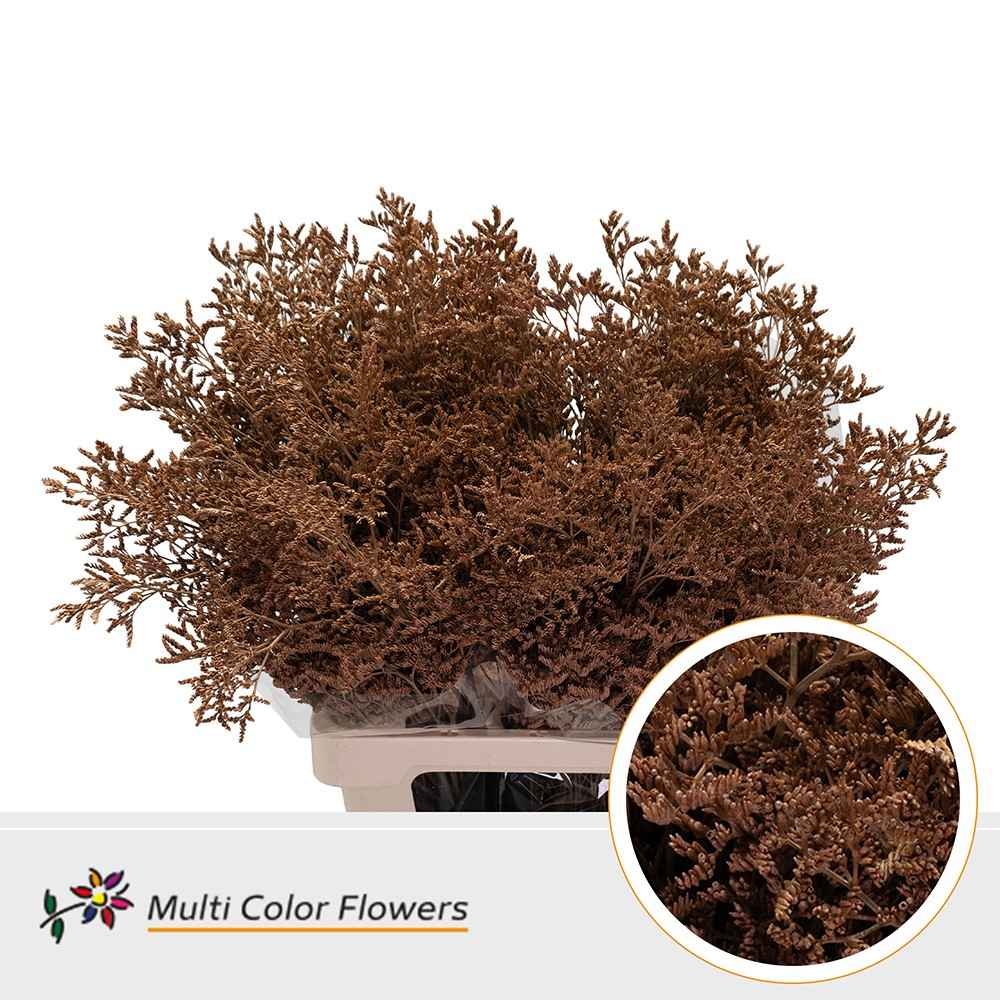 Срезанные цветы оптом Limonium paint caramel от 50шт из Голландии с доставкой по России