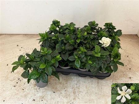 Горшечные цветы и растения оптом Gardenia Jasminoides от 12шт (для телеги) из Голландии с доставкой по России
