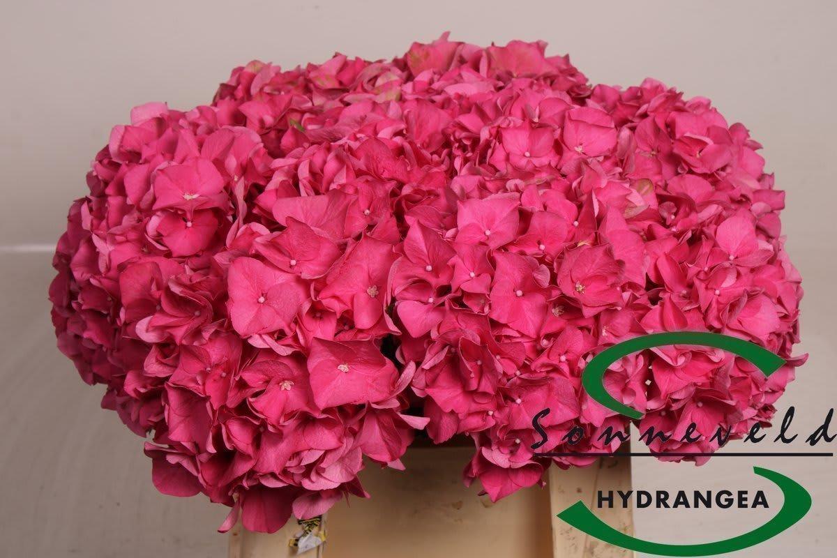 Срезанные цветы оптом Hydrangea rodeo red от 10шт.. из Голландии с доставкой по России