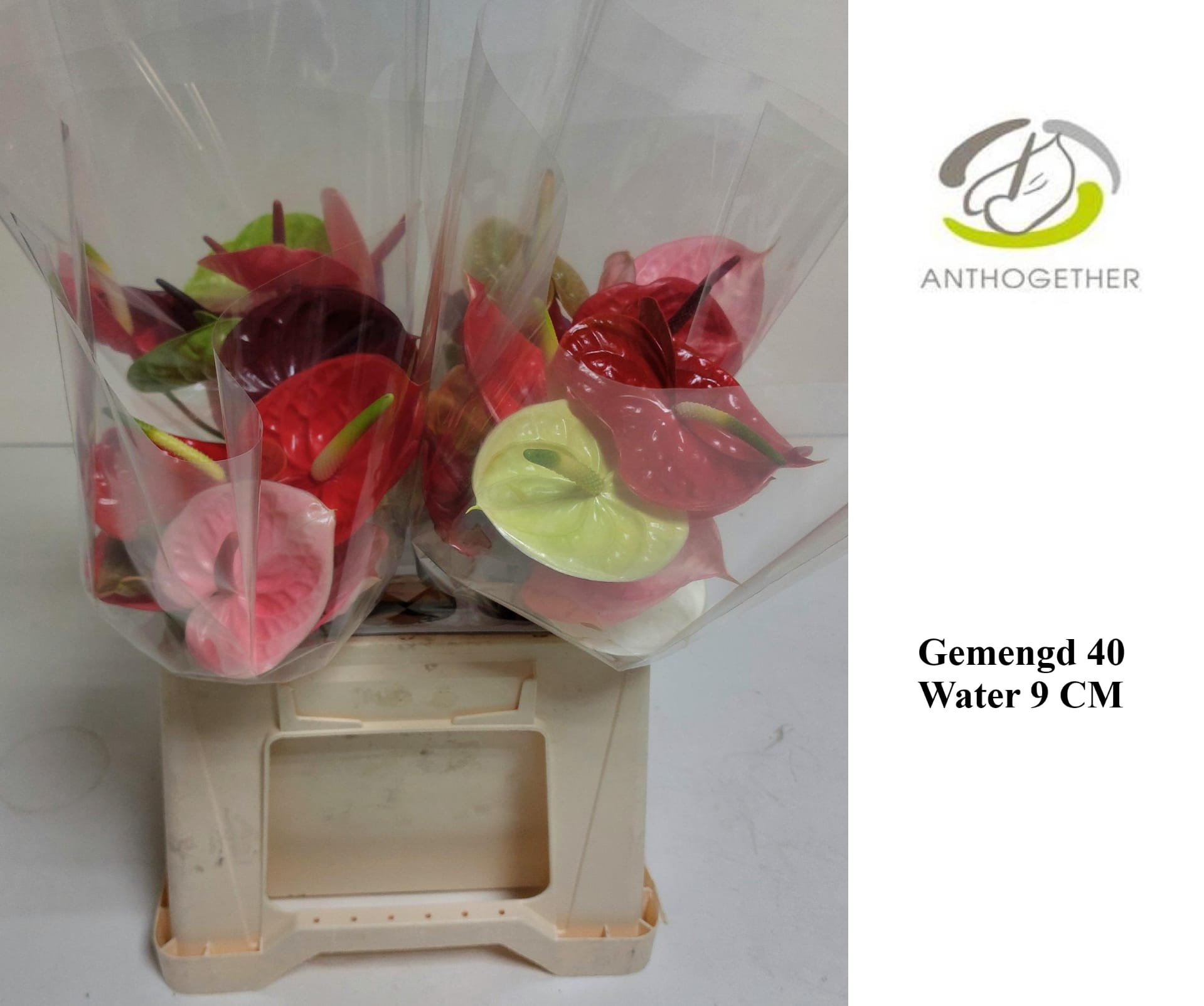 Срезанные цветы оптом Anthurium mix in box от 40шт из Голландии с доставкой по России