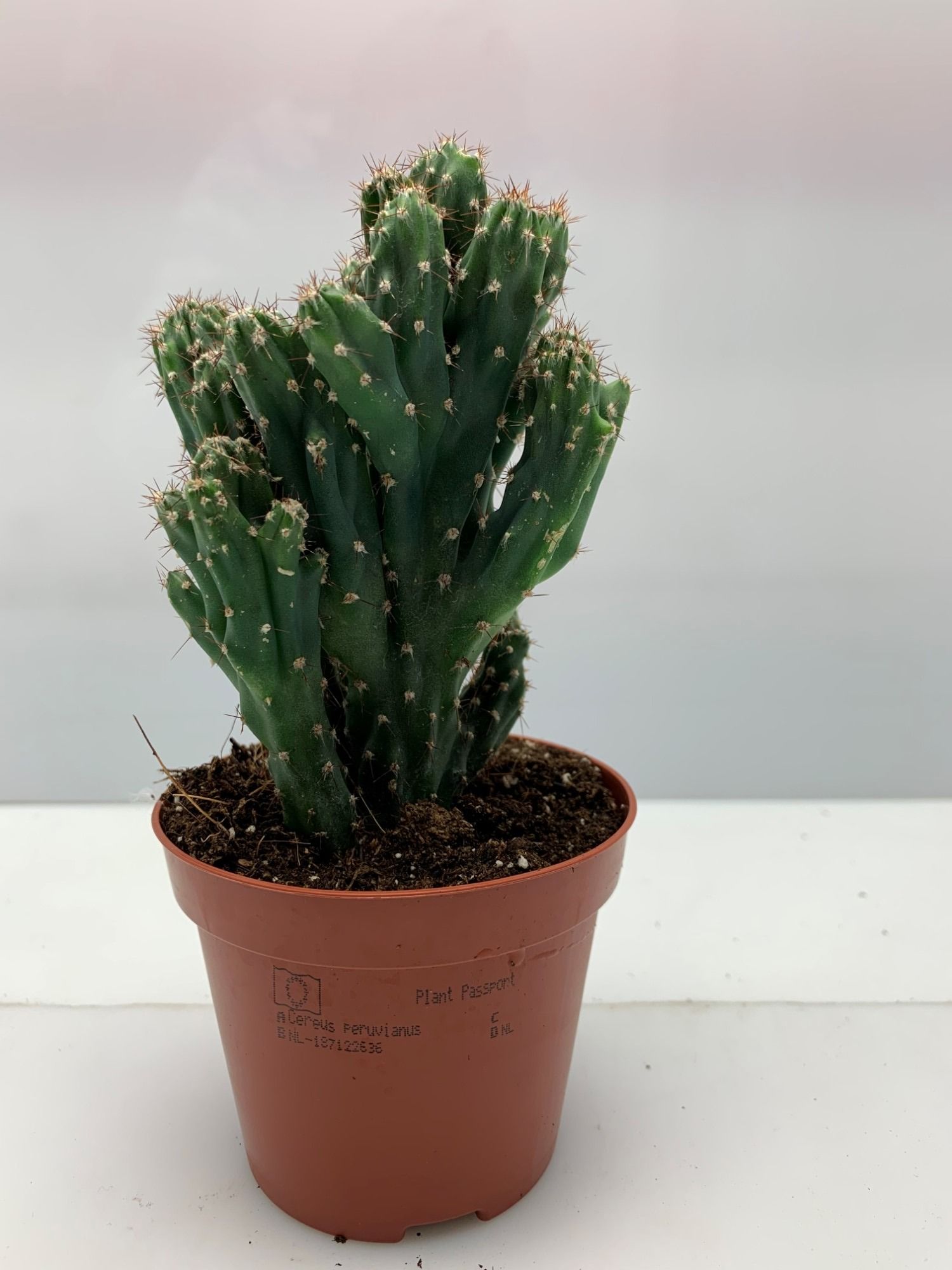 Горшечные цветы и растения оптом Cere Monstr от 14шт (для телеги) из Голландии с доставкой по России