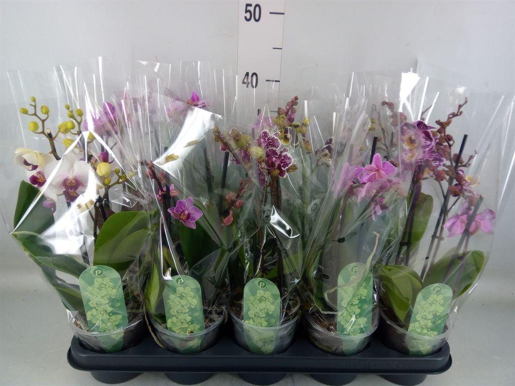Горшечные цветы и растения оптом Phalaenopsis Multi.   ...mix  4 от 10шт из Голландии с доставкой по России