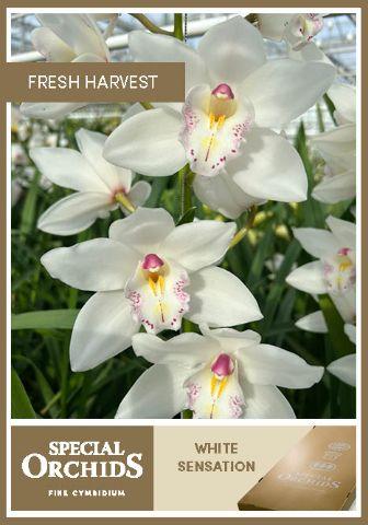 Срезанные цветы оптом Cymbidium white hms white sensation от 4шт из Голландии с доставкой по России