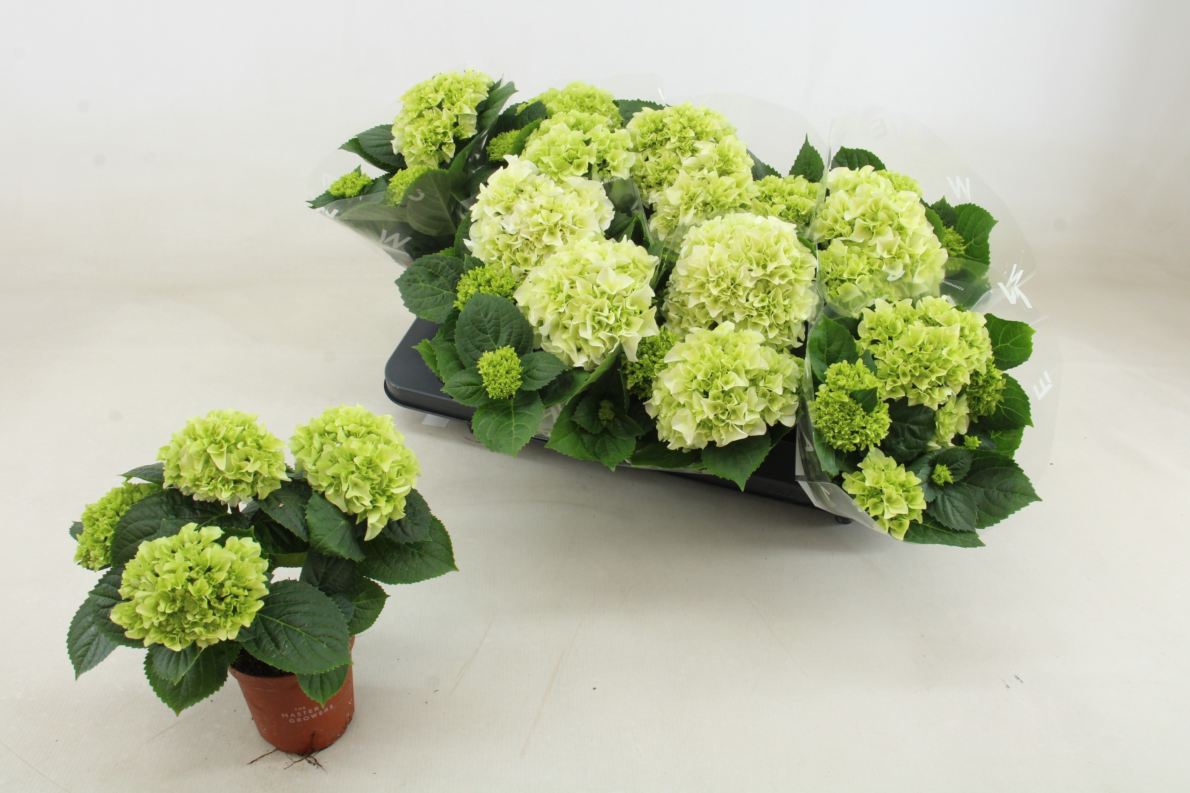 Горшечные цветы и растения оптом Hydr M Hi White Sun от 8шт из Голландии с доставкой по России