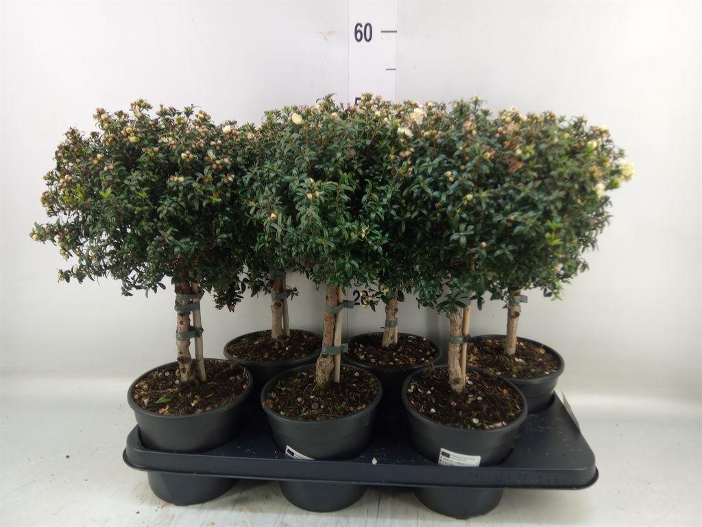 Горшечные цветы и растения оптом Myrtus Communis от 6шт из Голландии с доставкой по России