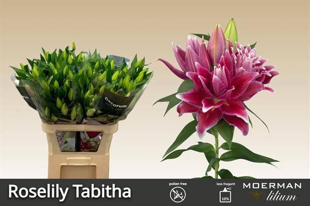 Срезанные цветы оптом Lilium or dbl roselily tabitha от 30шт из Голландии с доставкой по России