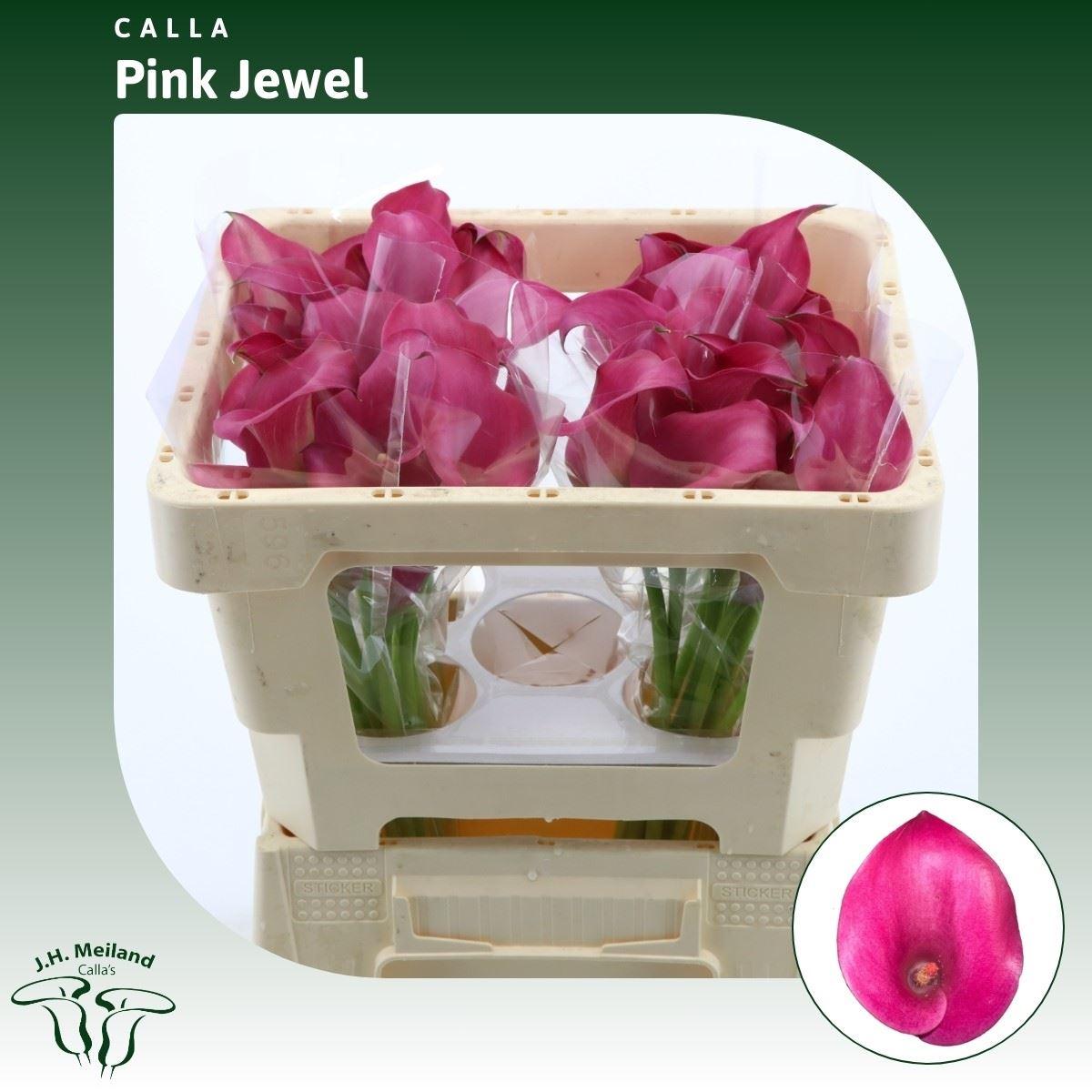 Срезанные цветы оптом Zantedeschia pink jewel от 40шт из Голландии с доставкой по России