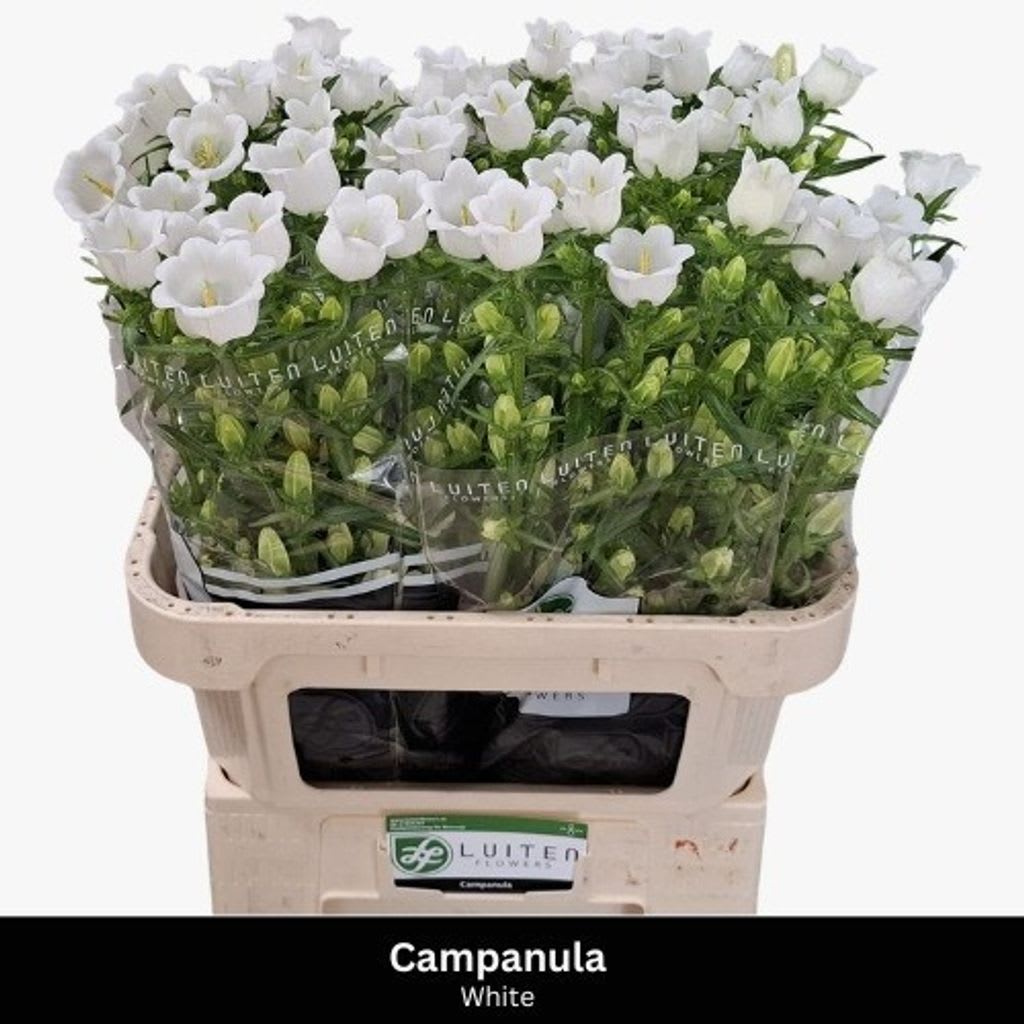 Срезанные цветы оптом Campanula medium champion white от 50шт из Голландии с доставкой по России Срезанные цветы оптом Campanula medium champion white от 50шт из Голландии с доставкой по России