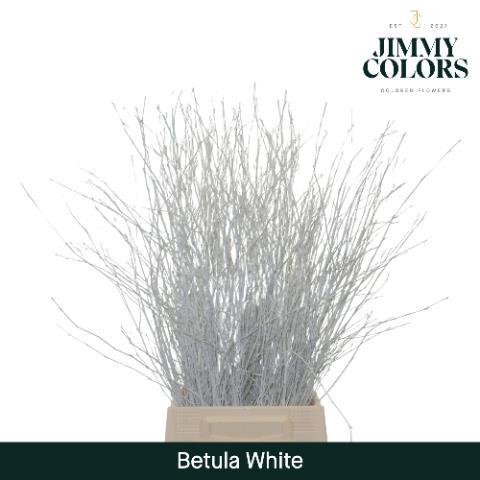 Срезанные цветы оптом Betula paint white от 10шт. из Голландии с доставкой по России