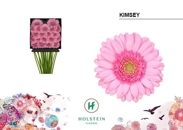 Срезанные цветы оптом Germini diamond kimsey от 20шт из Голландии с доставкой по России