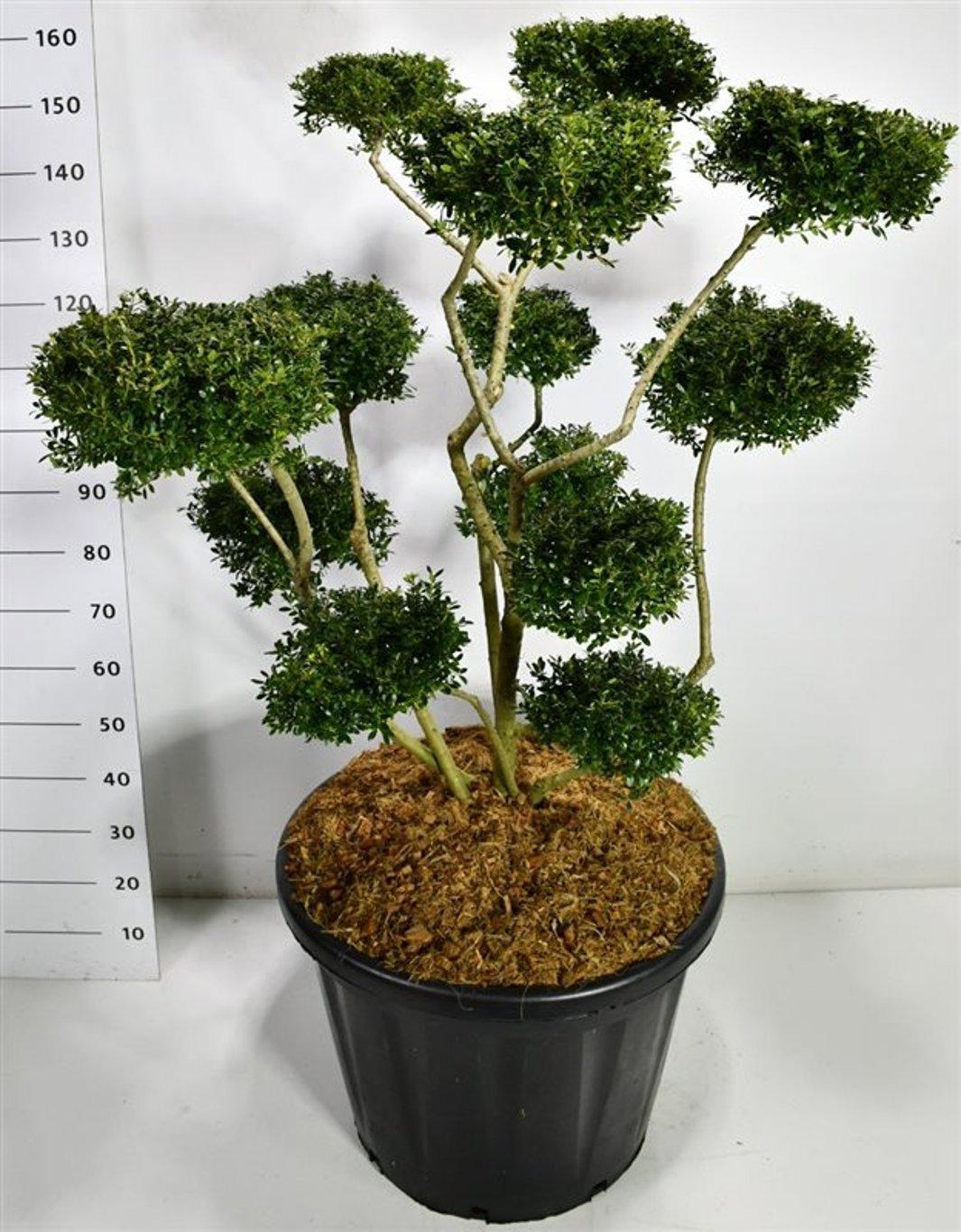 Горшечные цветы и растения оптом Ilex Crenata Fructu Luteo от 1шт из Голландии с доставкой по России