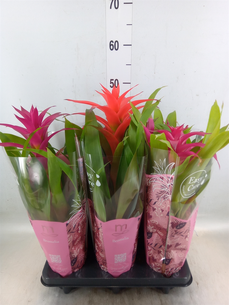Горшечные цветы и растения оптом Bromelia   ...mix от 6шт' из Голландии с доставкой по России