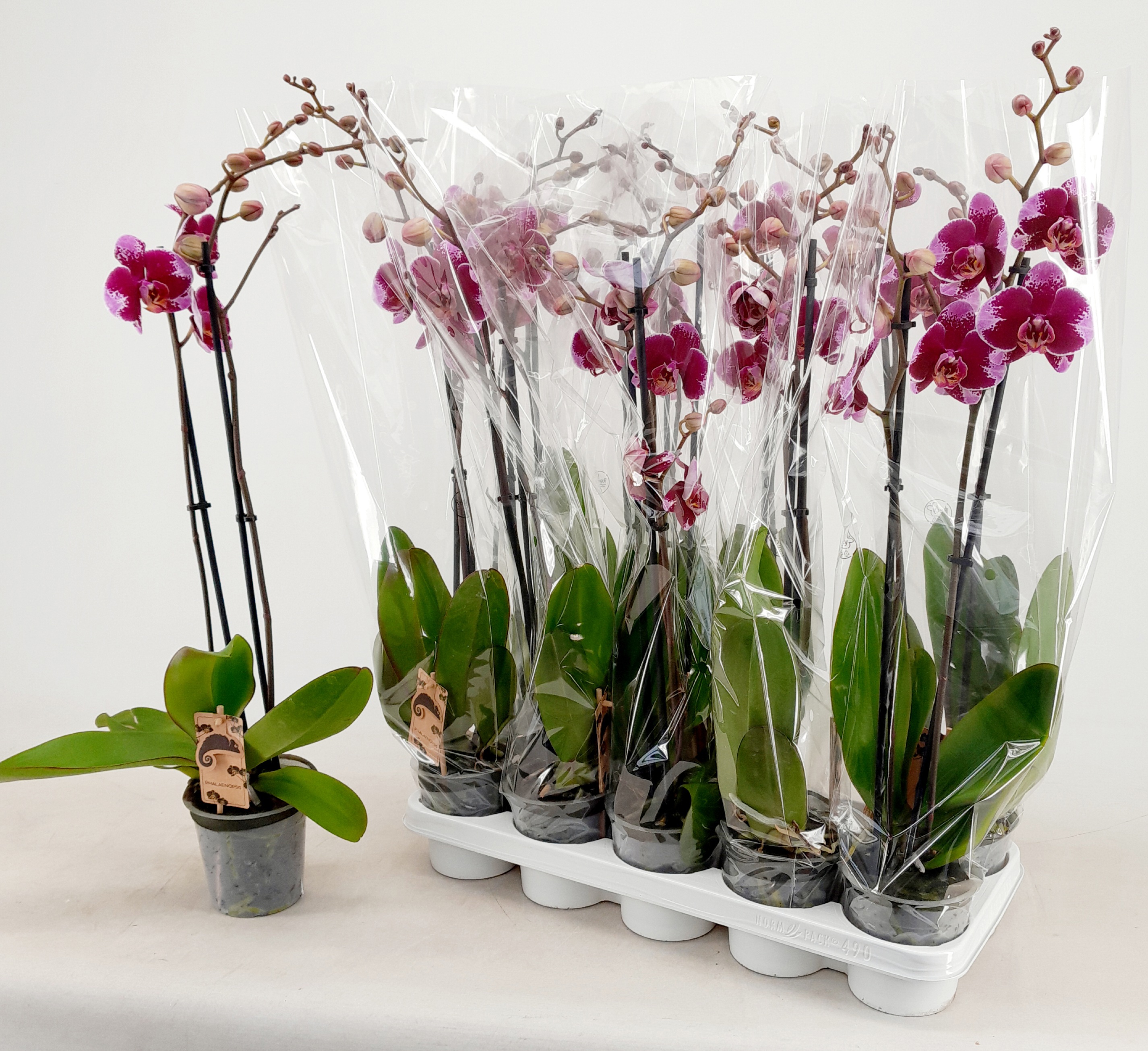 Горшечные цветы и растения оптом Phal Ov Paars от 10шт из Голландии с доставкой по России