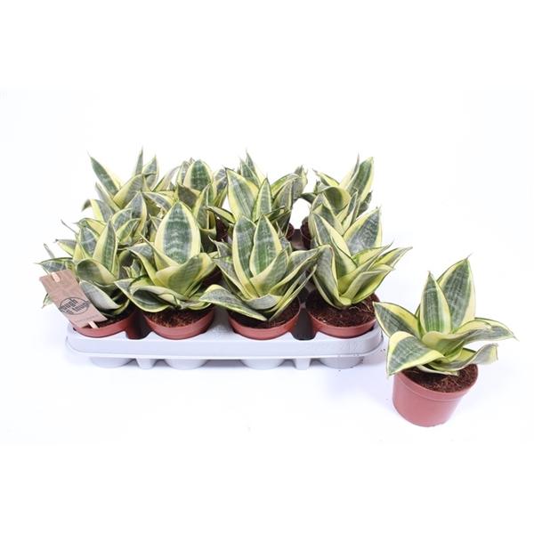 Горшечные цветы и растения оптом Sansevieria Golden Hahnii от 12шт (для телеги) из Голландии с доставкой по России