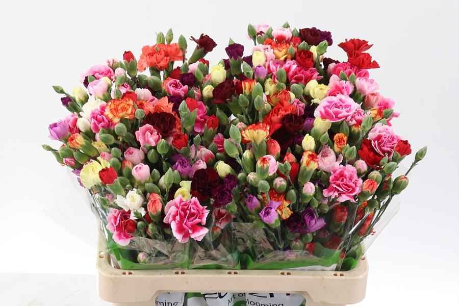 Срезанные цветы оптом Dianthus sp rainbow от 100шт из Голландии с доставкой по России