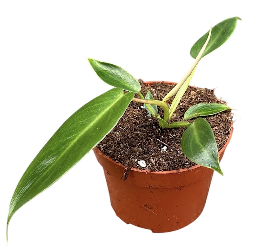 Горшечные цветы и растения оптом Philodendron Spiritus Sancti от 1шт из Голландии с доставкой по России