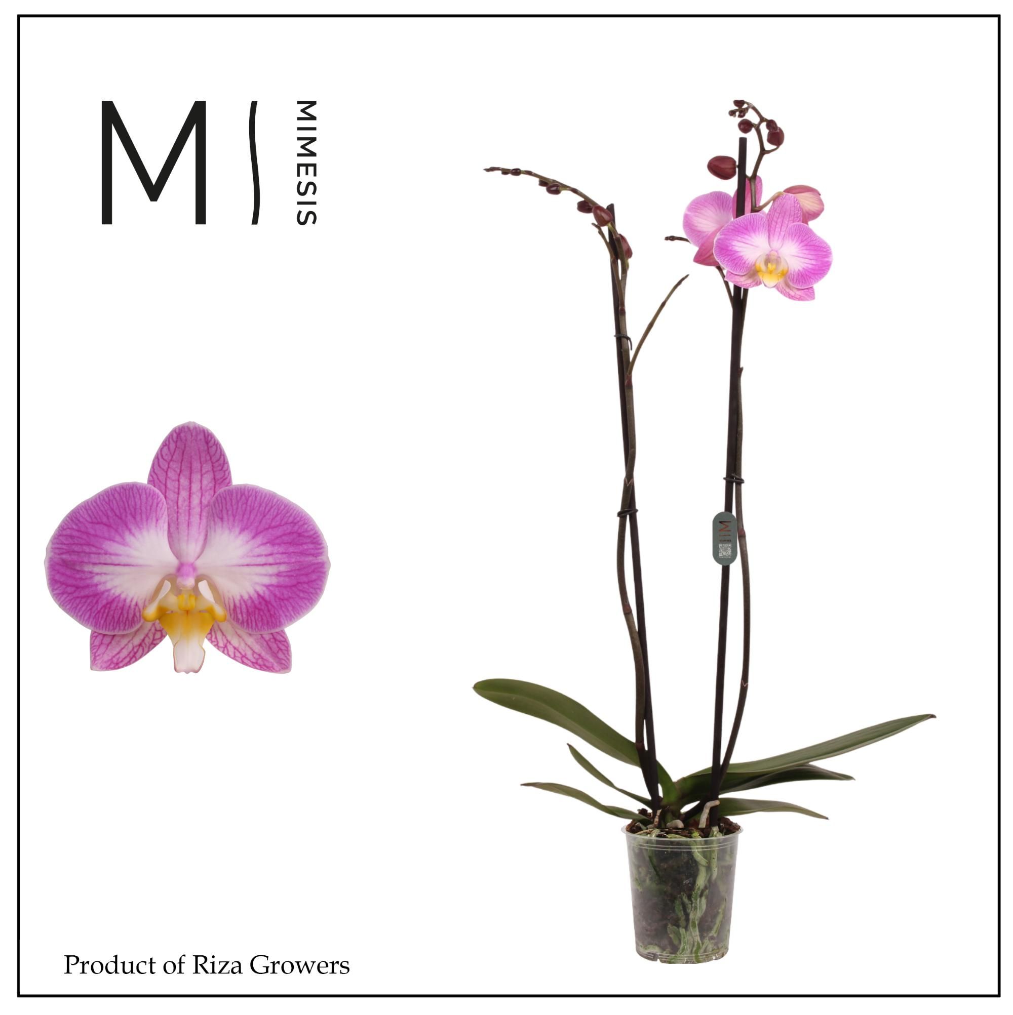 Горшечные цветы и растения оптом Phalaenopsis Split 2 Spike – 12cm | Mimesis от 10шт из Голландии с доставкой по России