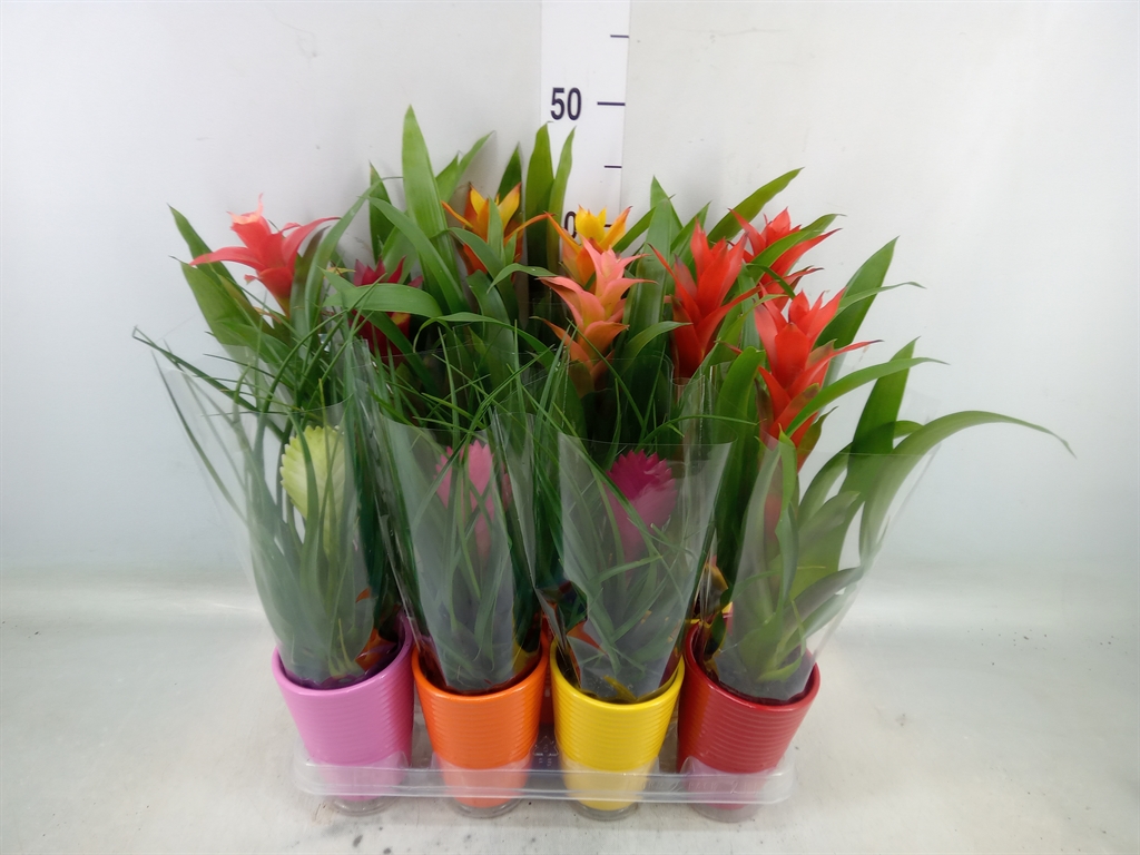 Горшечные цветы и растения оптом Bromelia   ...mix от 11шт из Голландии с доставкой по России