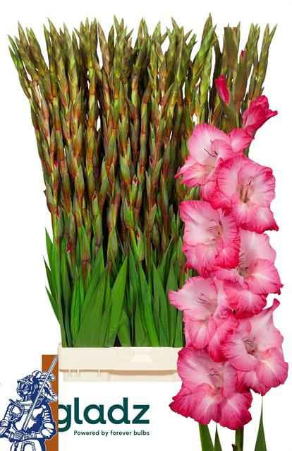 Срезанные цветы оптом Gladiolus la t512 select от 80шт из Голландии с доставкой по России