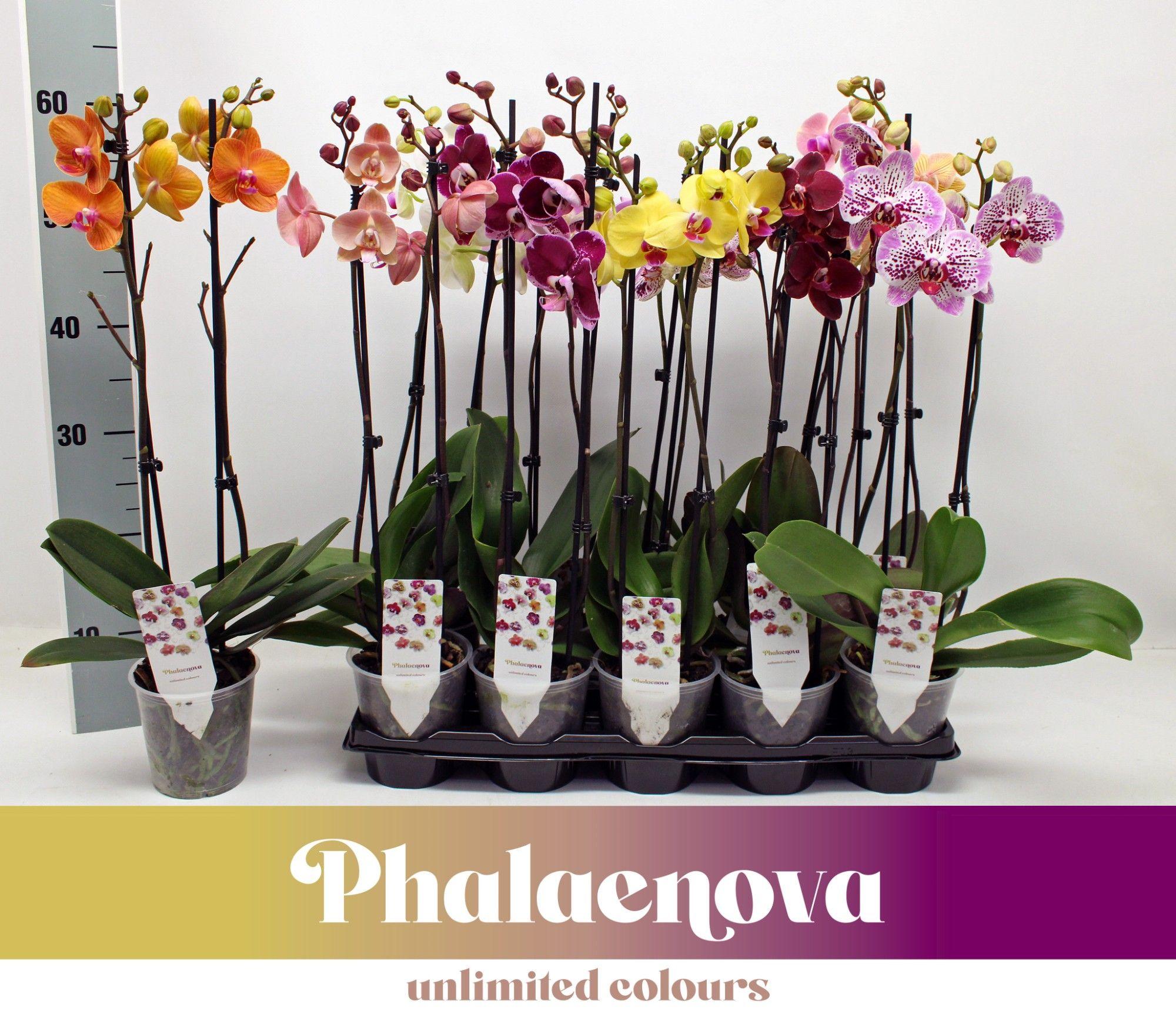 Горшечные цветы и растения оптом Phal 2st Mix 12+ (phalaenova) от 10шт из Голландии с доставкой по России