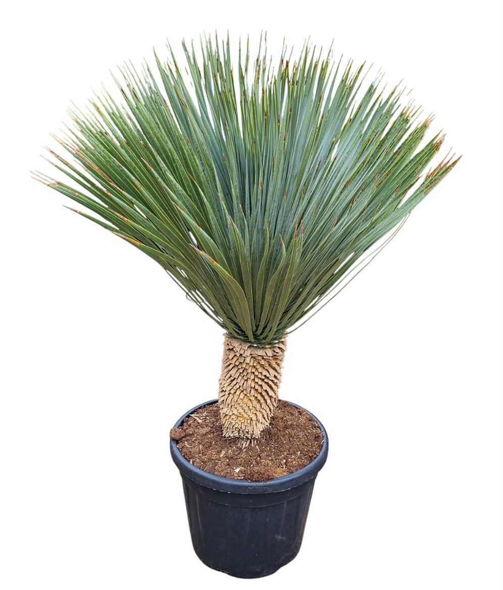 Горшечные цветы и растения оптом Yucca Rostrata от 1шт из Голландии с доставкой по России