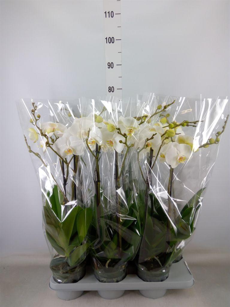 Горшечные цветы и растения оптом Phalaenopsis   ...white от 6шт из Голландии с доставкой по России