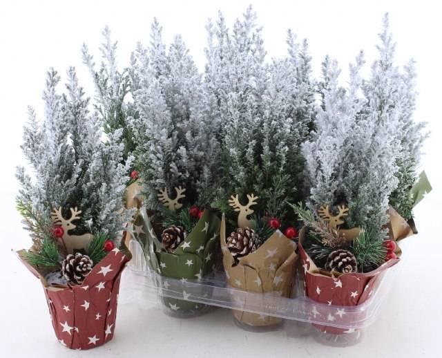 Горшечные цветы и растения оптом Cham L Ellwoodii от 12шт (для телеги) из Голландии с доставкой по России