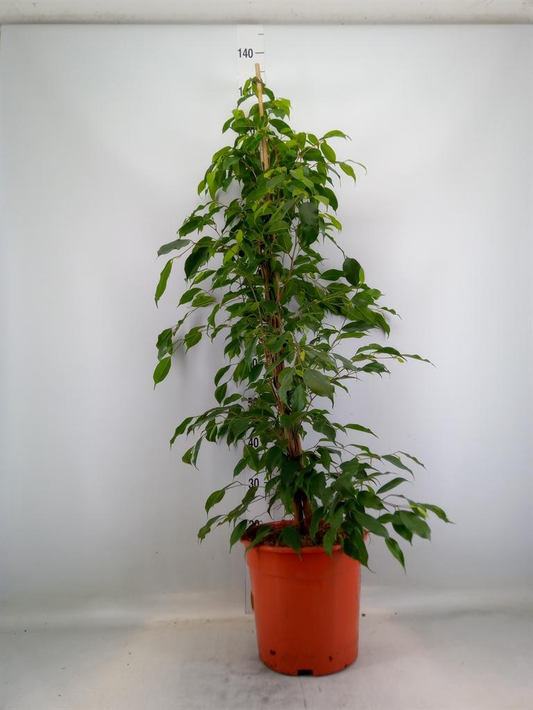 Горшечные цветы и растения оптом Ficus Be Exotica от 1шт из Голландии с доставкой по России