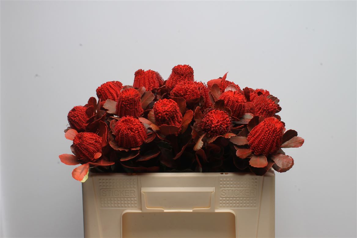 Срезанные цветы оптом Banksia paint coccinea red от 20шт из Голландии с доставкой по России