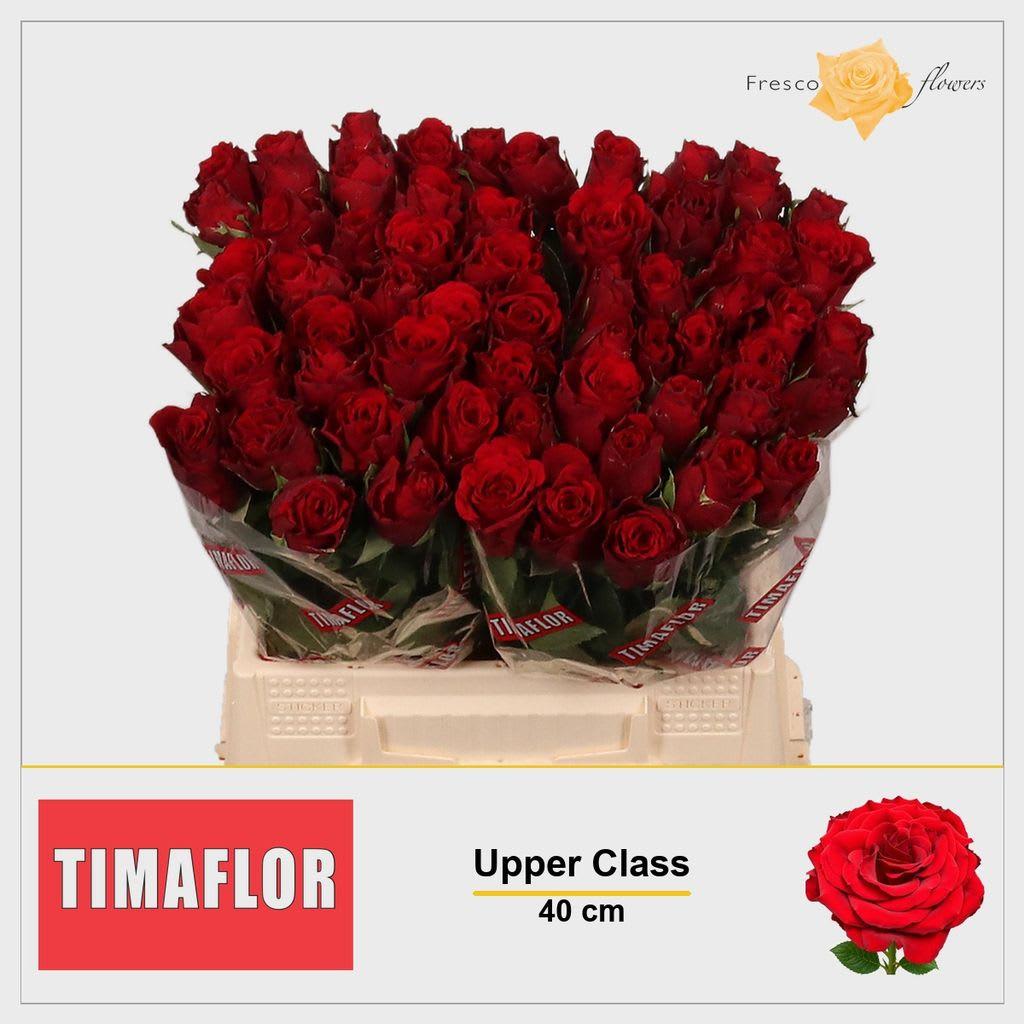 Срезанные цветы оптом Rosa large upper class от 60шт из Голландии с доставкой по России