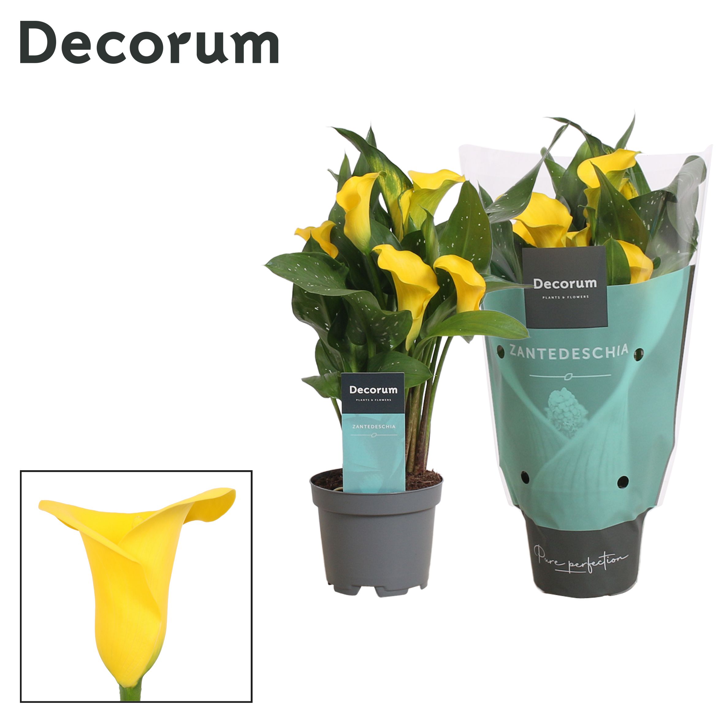 Горшечные цветы и растения оптом Zantedeschia Yellow (decorum) от 12шт из Голландии с доставкой по России