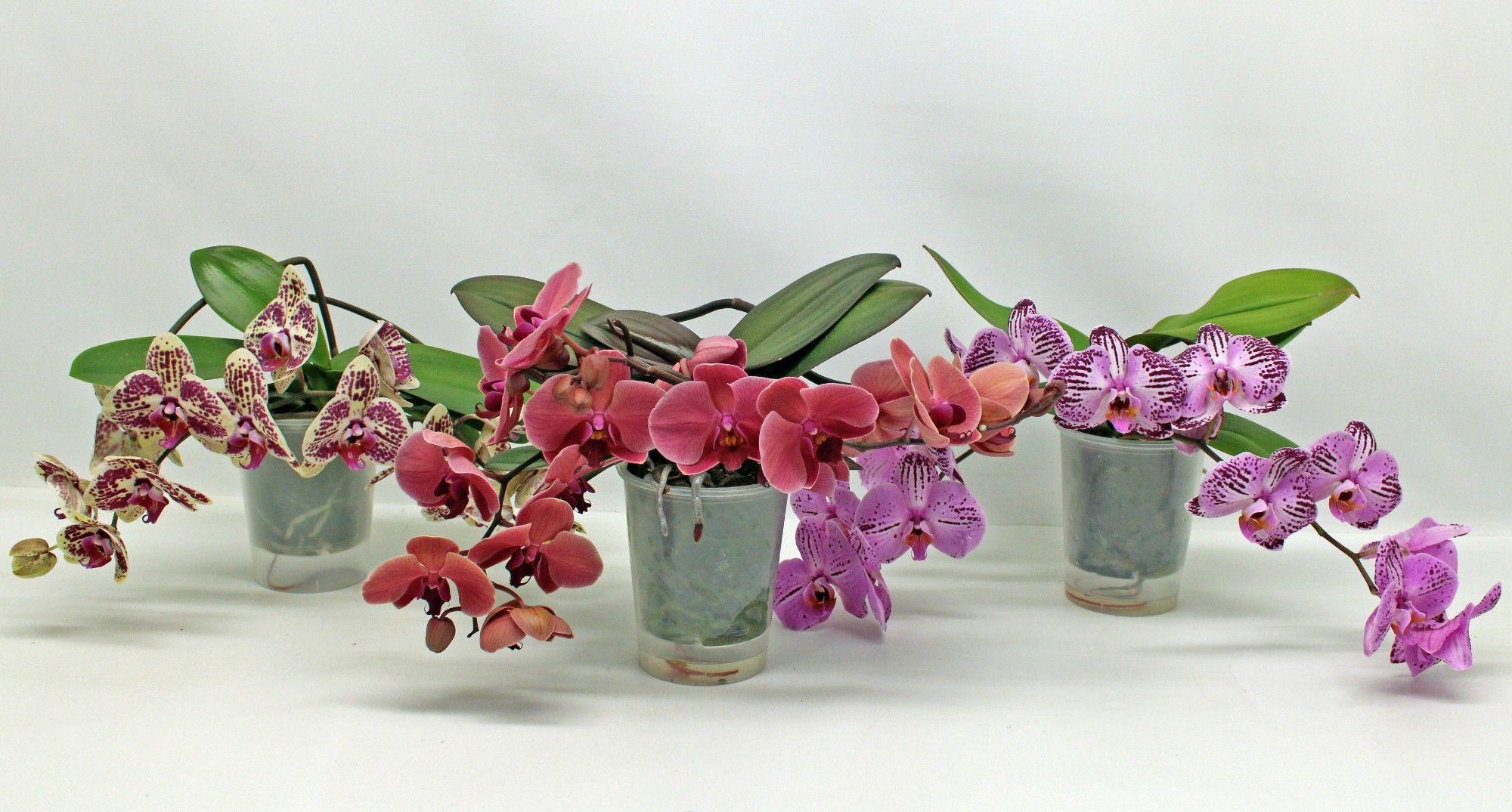 Горшечные цветы и растения оптом Phal 2st Table Mix 14+ (phalaenova) от 3шт из Голландии с доставкой по России